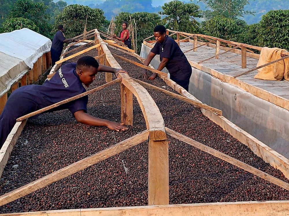 Workers spreading coffee cherries across raised drying beds