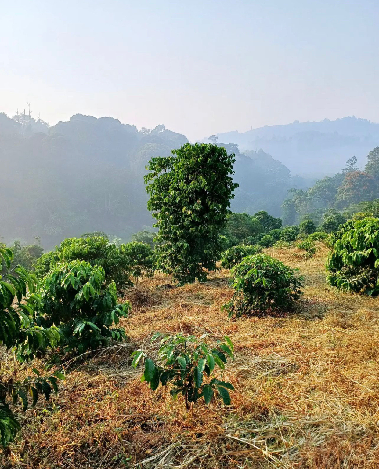 A tall coffee tree among coffee bushes with misty forested hills of Kibaale behind