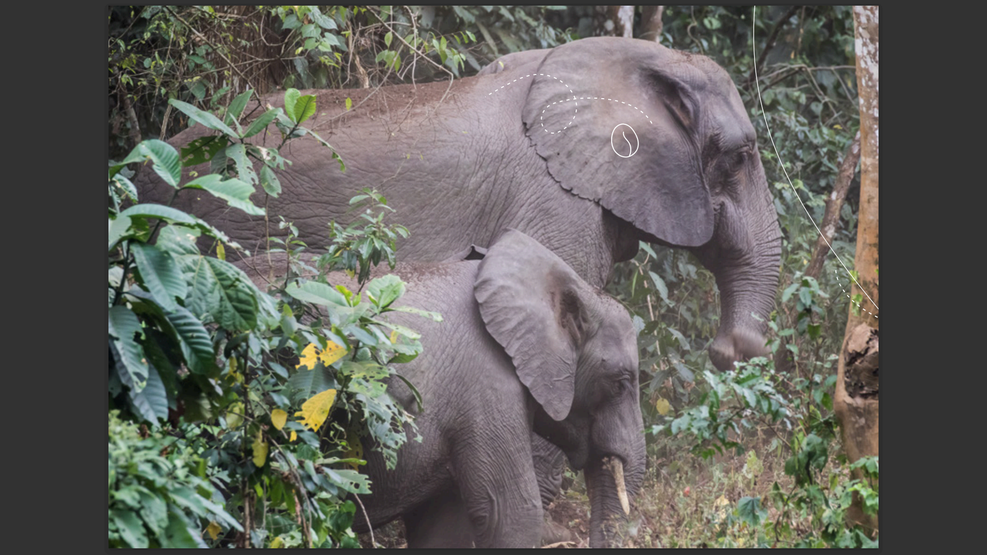 An elephant among trees in Kibaale Forest National Park
