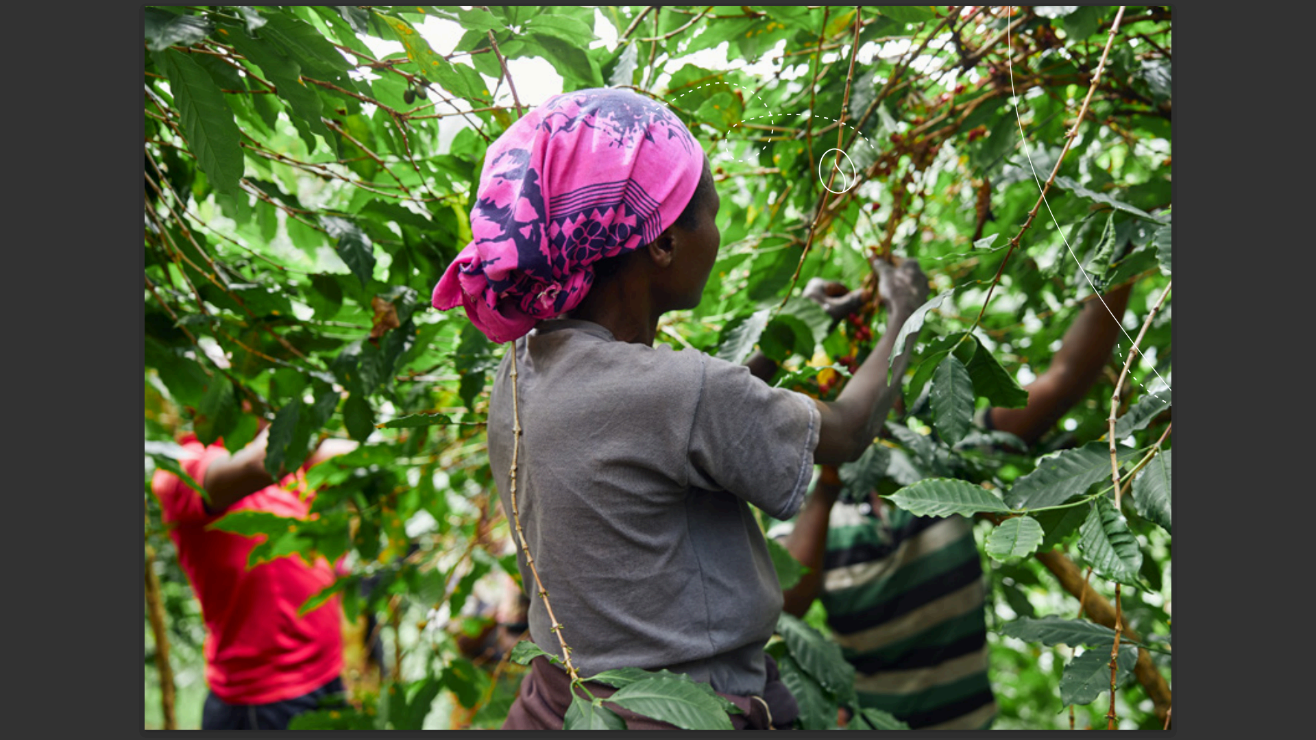A farmer handpicking ripe coffee cherries at Tooro Coffee Farm